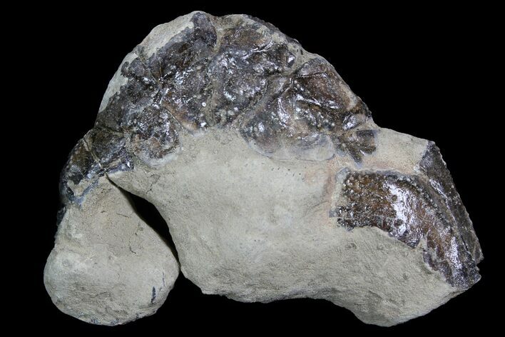 Fossil Lobster (Meyeria) - Cretaceous, Isle of Wight #92916